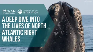 A deep dive into the lives of North Atlantic right whales—Q&A w/Dr. Kim Davies and Dr. Sean Brillant
