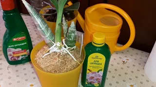 Полив Орхидей с Органическим Удобрением БиоМастер | Cyc. Taiwan Gold Orange | Phal. Yellow Harlequin