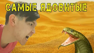 10 самых ядовитых существ! Животные с самыми сильными ядами | Королевская кобра, тайпан, рыба фугу