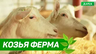 Удачный бизнес: Козья Ферма | Как ухаживать за козами | Бизнес идеи для фермеров