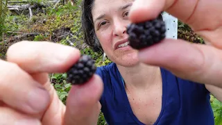 Trailing blackberry (Rubus ursinus)