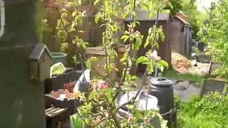 FRUIT TREE BLOSSOM APRIL 2011 0001