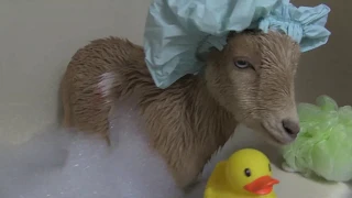 Perri the Goat Gets Her First Bath