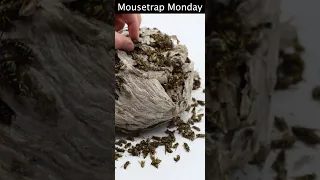 Destroying A Massive Yellowjacket Nest - Over 500 Wasps.