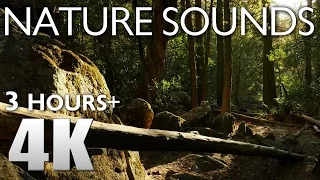 3 HOURS RELAXATION #9 Yosemite Nature Sounds - Birds Singing in Forest 4K