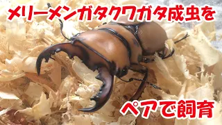 「クワ活!!」メリーメンガタクワガタ成虫をペアで飼育