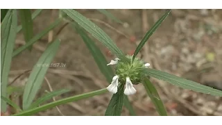 'Thumbai' Plant fights poisonous bites of bugs  | Poovali | News7 Tamil