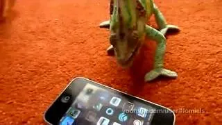 Chameleon was frightened by iphone (what he saw).mp4