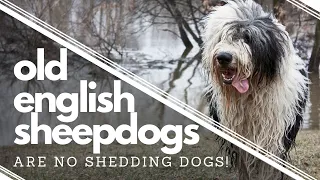 Wish We had Known BEFORE getting an Old English Sheepdog┃Do NOT Shed┃Ed&Mel