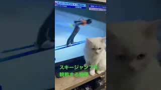 スキージャンプを観戦する猫