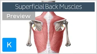 Superficial back muscles (preview) - Human Anatomy | Kenhub