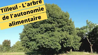 🌳😀TILLEUL - L'ARBRE DE L'AUTONOMIE ALIMENTAIRE🌳😀