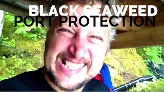 Eating Black Seaweed in Port Protection, Alaska