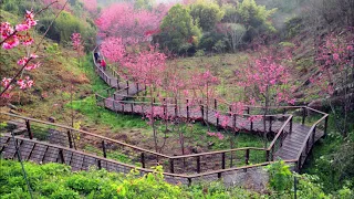 滿山春色 交響樂版 Taiwan Folklore Song- Hills in Spring