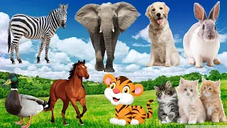 Interesting animal sounds around us, the cutest animals in the world