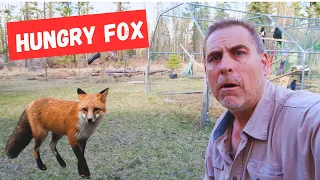 Fox Wanted to Eat Our Birds