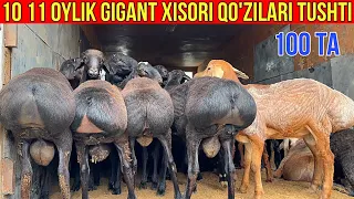 ☎️33-733-43-43 TOZA XISORI QO'ZI QO'CHQORLAR KELDI BO'NISNI OLISHKA SHOSHILING.