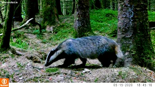 Red Squirrel, Pine Marten, Badger, and Fallow Deer