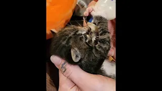 Kitten's Ear Twitches While Drinking Milk #Shorts