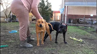 American Pitbulls Boss and Rose. Puppies from this couple are expected in April 2024. Odessa.