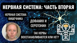 НЕРВНАЯ СИСТЕМА: МОЗГ И КИШЕЧНИК, СИМПАТИЧЕСКАЯ И ПАРАСИМПАТИЧЕСКАЯ, НЕЙРОМЕДИАТОРЫ. ЧАСТЬ ВТОРАЯ.