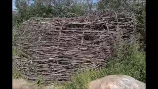 Wattle and Daub Primitive Shelter