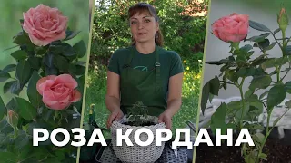 «Зеленее будет». Роза Кордана