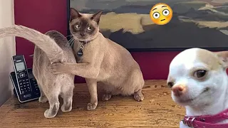 Funny Cats And Dogs Videos 😁 - BEST Funny Animal Videos 2024🥰 part 146 @petcollective