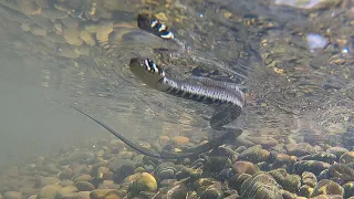 Grass snakes chase frogs underwater (underwater shots)/ Ringelnattern jagen Frösche unter Wasser