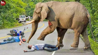 33 Moment Angry Elephant Charges At vehicles on the road