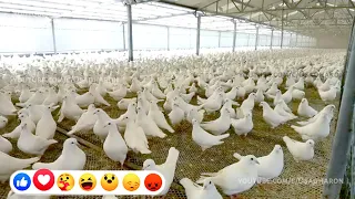 World's Largest Professional Profitable Pigeon Farm | This farm has more than 300K pigeons