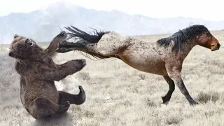 Horse vs Bear Attacks | Bear hunting Horses part 2 (2023)