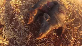 Pig Hunting off the Quad with a Marlin 30-30