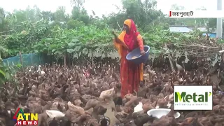 হাঁসের খামারে ভাগ্য বদল | Joypurhat Duck Hatchery | ATN News