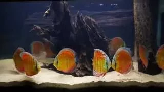 Cuipeua Red  from Santarem Discus Ltda