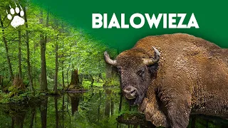 La dernière foret primaire d'Europe - Parc national de Bialowieza  - Documentaire animalier - HD