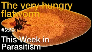 TWiP 229: The very hungry flatworm