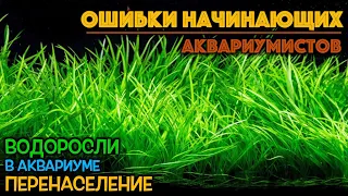 Ошибки аквариумистов | Водоросли в аквариуме | Перенаселение аквариума