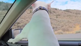 Bull Terrier Cruisin Enjoying Fresh Air