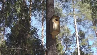 Звуки весеннего леса / Sounds of spring forest