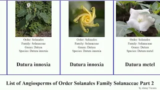 List of Angiosperms of Order Solanales Family Solanaceae Part 2 cestrum nightshade tobacco fabiana