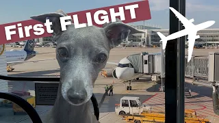 PET IN CABIN - Flying with my Italian Greyhound (Lufthansa)