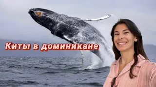 Сезон китов в доминикане! Киты. Экскурсия на китов, где лучше купить?