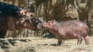 Fiona's Lullaby with Baby Hippo Fritz!