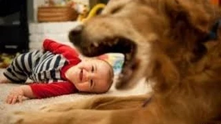 Очень смешные видео про котов и собачек с маленькими детками Funny baby  Funny animals Funny dogs