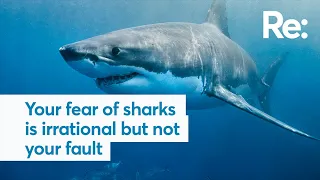 Your fear of sharks is irrational but not your fault