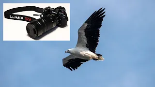 Panasonic Lumix G9: birds in flight with the Leica/Panasonic 100-400mm lens.