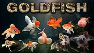 Goldfish Varieties and Breeds. The Good, The Bad, and The Genetically Modified.