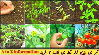 Grow Tomatoes For Your Family With This Method | you won't have to buy tomatoes | garden ideas home