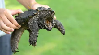 When Snapping Turtles Attack